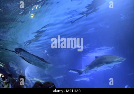 Rajiformes in the aquarium Stock Photo