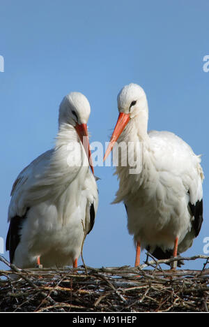 White Stork a pair on nest Netherlands; Ooievaar een paar op nest Nederland Stock Photo