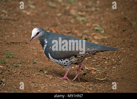 Wonga Pigeon foraging on forest floor Australia, Wongaduif foeragerend op bos grond Australie Stock Photo