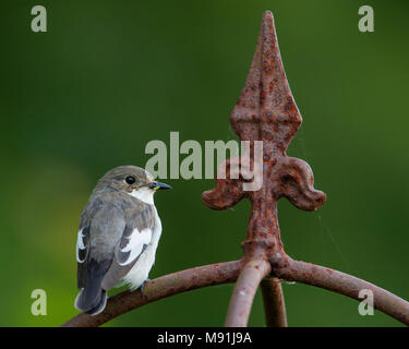 Mannetje Bonte Vliegenvanger, Male European Pied Flycatcher Stock Photo