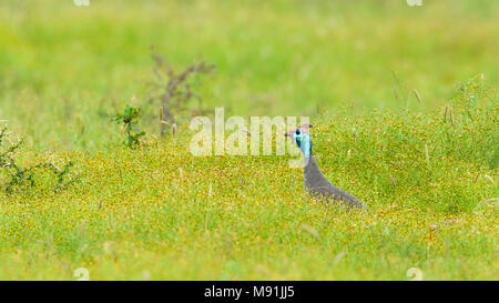 Mannetje Helmparelhoen, Male Helmeted Guineafowl Stock Photo