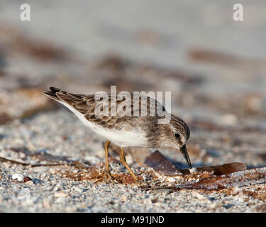 Kleinste Strandloper adult foeragerend, Least Sandpiper adult foraging Stock Photo