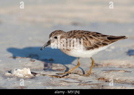 Kleinste Strandloper adult foeragerend, Least Sandpiper adult foraging Stock Photo