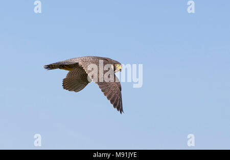 Slechtvalk in vlucht, Peregrine Falcon in flight Stock Photo