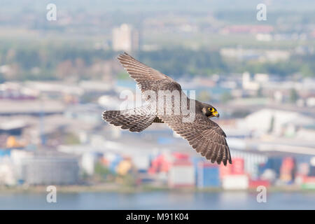 Slechtvalk in vlucht boven stad, Peregrine Falcon in flight above city Stock Photo