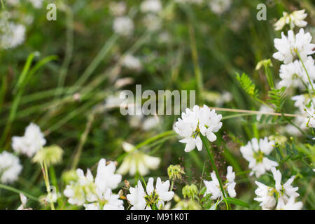 White wild Trifolium montanum growing in summer field. Mountain clover white flowers Stock Photo