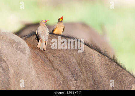 Geelsnavel en Roodsnavel Ossepikker op de rug van een Kafferbuffel, Yellow-billed and Red-billed Oxpecker on the back of an African Buffalo Stock Photo