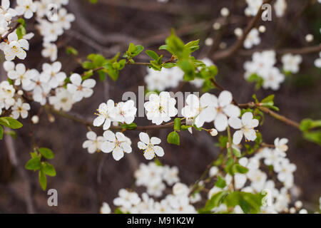 Blooming Cherry plum tree in spring day. White flowers plum tree Stock Photo
