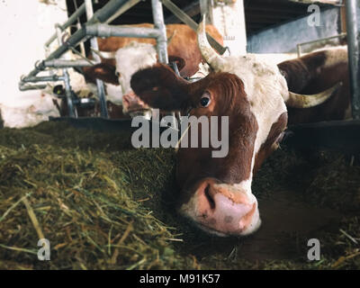 Tailed cow is looking into the camera Stock Photo