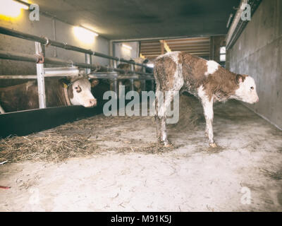 Freshly delivered calf from the mother Stock Photo