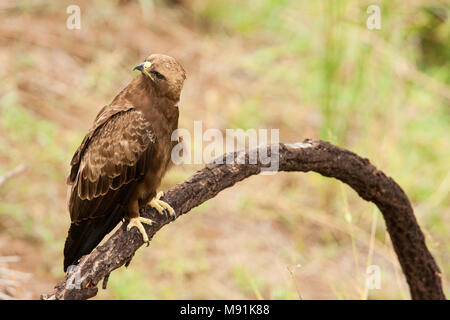 Wahlbergs Arend zittend in boom, Wahlberg's Eagle perched in tree Stock Photo