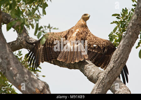 Wahlbergs Arend zittend in boom, Wahlberg's Eagle perched in tree Stock Photo