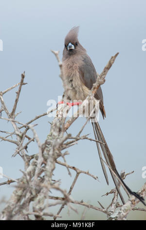 Witstuitmuisvogel zittend in een struik, White-backed Mousebird perched in a scrub Stock Photo