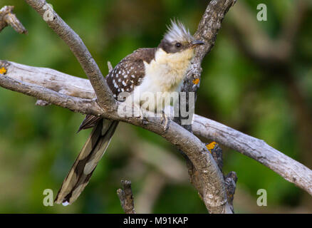 Kuifkoekoek zittend op een tak, Great Spotted Cuckoo perched on a branch Stock Photo