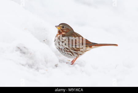 Verdwaalde Roodstaartgors in Estland, Vagrant Fox Sparrow in Estonia Stock Photo