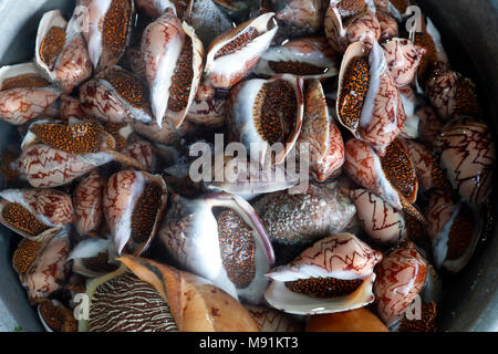 Morning market in Duong Dong town.   Fresh seashells for sale. Phu Quoc. Vietnam. Stock Photo