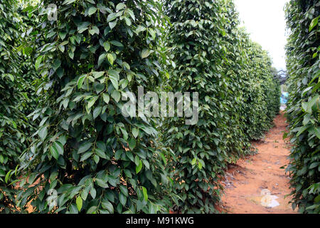 Black pepper plantation. Phu Quoc. Vietnam. Stock Photo