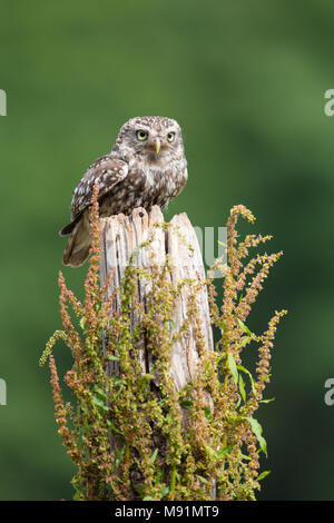 Little owl perched on a wooden post Stock Photo