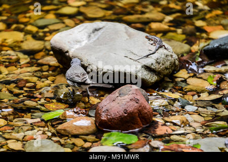 A Cape wagtail (Motacilla capensis) in a stream with a red-sided skink (Trachylepis homalocephala) on a rock near by Stock Photo