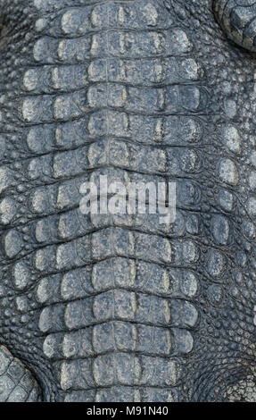 textured of real crocodile skin leather background Stock Photo