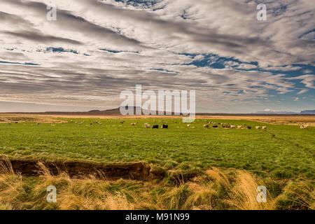 Sheep grazing, Borgarfjordur, Snaefellsnes Peninsula, Iceland. Stock Photo