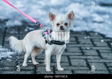 Chihuahua on a leash. Stock Photo