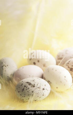 A selection of small speckled hard shelled Easter egg sweets in pastel hues, resting on a flufffy yellow feather with filter effects applied . Stock Photo