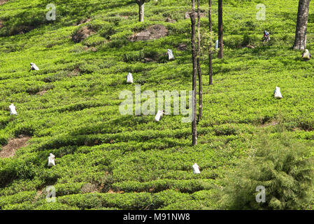 A compressed perspective view of tea pickers on the hills of a tea plantation picking tea near Nuwaraeliya Nuwara Eliya in Sri Lanka. Stock Photo