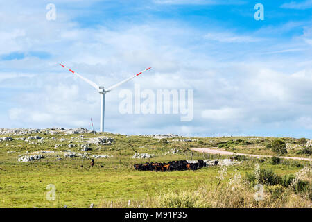 Aigua, Uruguay: Marth 31, 2017 - Gaucho herding cows near windmills on the Cerro Catedral in the Maldonado Department Stock Photo