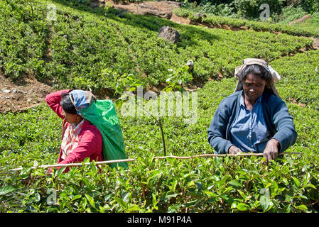 2 friendly happy smiling local tea pickers near Nuwaraeliya Nuwara Eliya in Sri Lanka pose for the camera on a sunny day while picking tea. Stock Photo