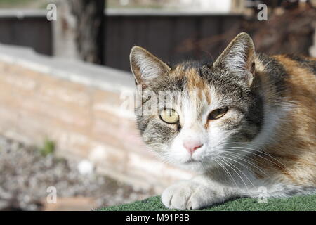 angry tabby alley cat in street Stock Photo - Alamy