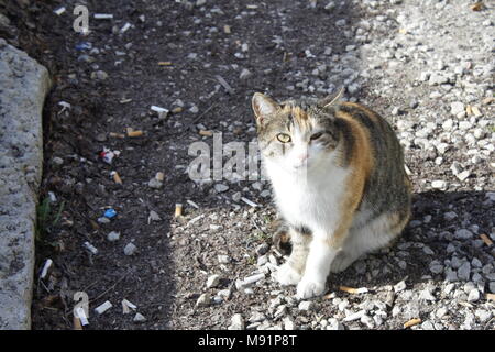 angry tabby alley cat in street Stock Photo - Alamy