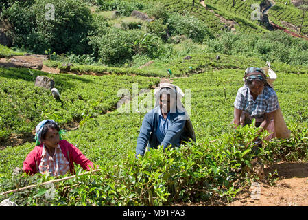 A group of 3 local tea pickers near Nuwaraeliya Nuwara Eliya in Sri Lanka pose for the camera on a sunny day while picking tea. Stock Photo