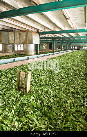 The Glenloch Tea Plantation Factory, leaf particles are spread out in a trough where they begin the process known as withering. Stock Photo