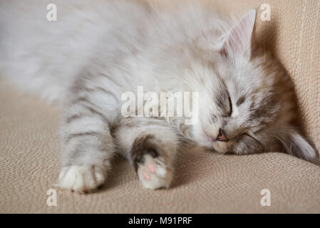 Fluffy gray cute kitty sleep on sofa close up. Adorable cat sleeping Stock Photo