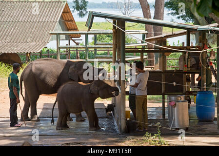 The Udawalawe Elephant Transfer Home is a facility within Udawalawe National Park in Sri Lanka that was established in 1995 by the Sri Lanka Departmen Stock Photo