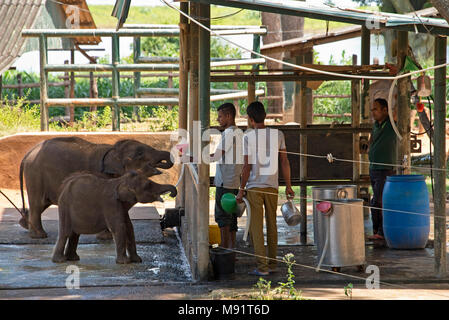 The Udawalawe Elephant Transfer Home is a facility within Udawalawe National Park in Sri Lanka that was established in 1995 by the Sri Lanka Departmen Stock Photo