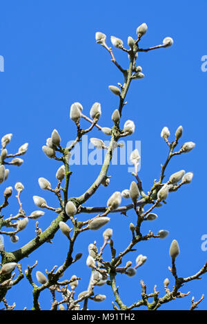 Magnolia denudata Fragrant Cloud / Dan Xin twigs with buds enclosed in a bract against blue sky in late winter / early spring Stock Photo