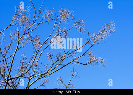 Yellow catalpa / Chinese catalpa (Catalpa ovata), pod-bearing tree native to China showing long pods against blue sky in late winter / early spring Stock Photo