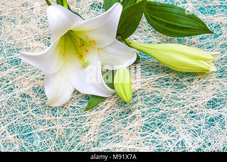 White big flower on a crocheted swipe Stock Photo - Alamy