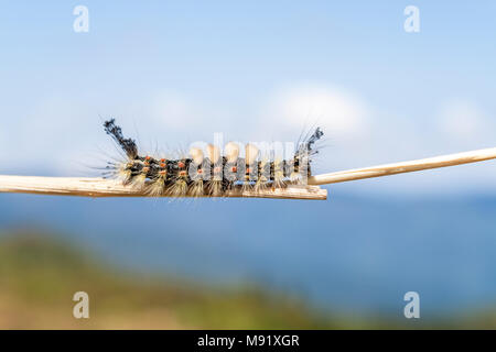 Yellow caterpillar on a mountain outlook Stock Photo
