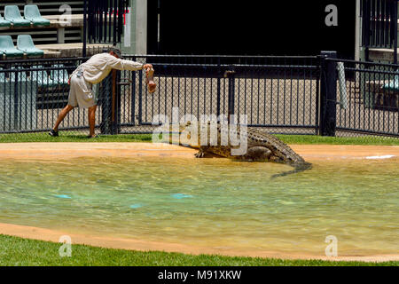 Beerwah, Queensland, Australia - December 14, 2017. Zoo keeper feeding crocodile during crocodile show at Crocoseum in Australia Zoo in Beerwah, QLD. Stock Photo