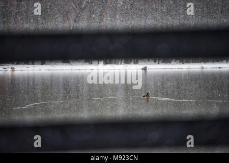 Western Loudoun, USA. 20th Mar, 2018. Looking inbetween a black board fence a wood duck swims across a farm pond along Snickersville Turnpike as the late season snow storm intensifies this afternoon with the forecast calling for 8 or more inches of snow by tomorrow morning.(Photo by Douglas Graham/Loudoun Now) Credit: William Graham/Alamy Live News Stock Photo