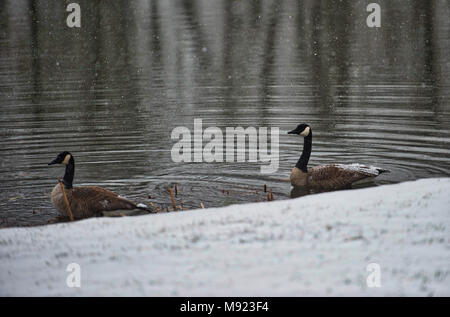 Western Loudoun, USA. 20th Mar, 2018. Canada geese with snow on their backs hold up on a  farm pond along Whitehall Estate Lane as the late season snow storm intensifies this afternoon with the forecast calling for 8 or more inches of snow by tomorrow morning.(Photo by Douglas Graham/Loudoun Now) Credit: William Graham/Alamy Live News Stock Photo