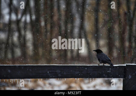 Western Loudoun, USA. 20th Mar, 2018. A crow sits on a  fence along Whitehall Estate Lane as the late season snow storm intensifies this afternoon with the forecast calling for 8 or more inches of snow by tomorrow morning.(Photo by Douglas Graham/Loudoun Now) Credit: William Graham/Alamy Live News Stock Photo