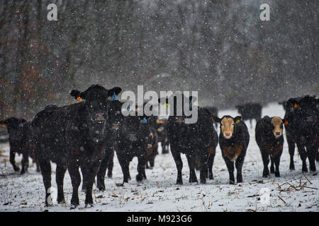 Western Loudoun, USA. 20th Mar, 2018. Black angus cattle along with their spring babies stand along Williams Gap Road as the late season snow storm intensifies this afternoon with the forecast calling for 8 or more inches of snow by tomorrow morning.(Photo by Douglas Graham/Loudoun Now) Credit: William Graham/Alamy Live News Stock Photo