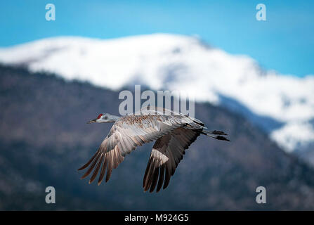 March 21, 2018: With snow capped mountains in the background, a sandhill crane takes flight. Each spring, as many as 27,000 sandhill cranes migrate through Colorado's San Luis Valley and the Monte Vista National Wildlife Refuge, Monte Vista, Colorado Stock Photo