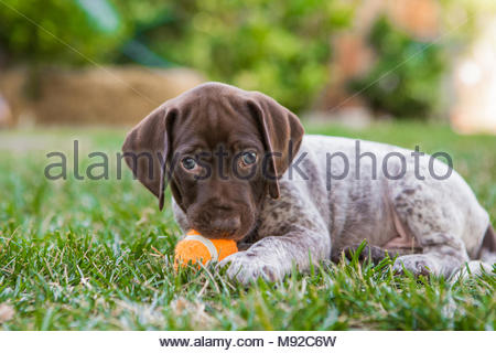 German Shorthaired Pointer Puppy In Water Stock Photo 283472255