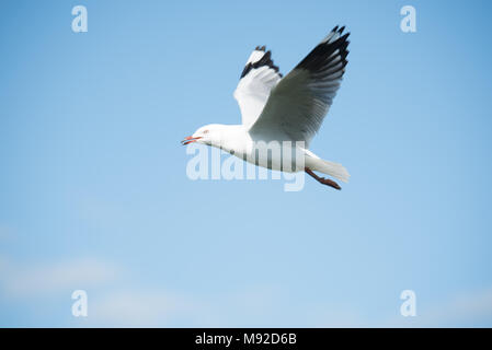 Australian Pelican Stock Photo