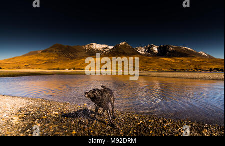 Dog on Spin Cycle at Glen Brittle Beach Stock Photo